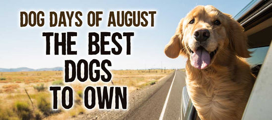 Celebrate The "Dog Days" of Summer With Our List Of Top Dogs!
