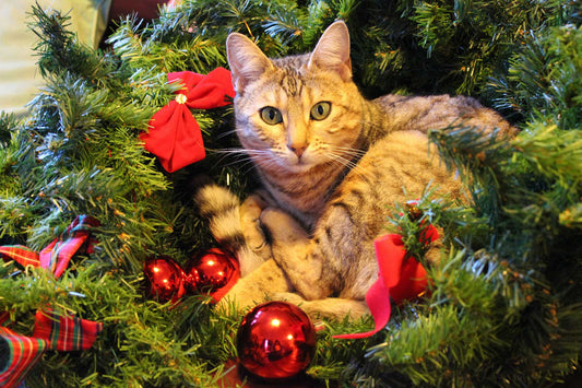 How Pets Mold Christmas